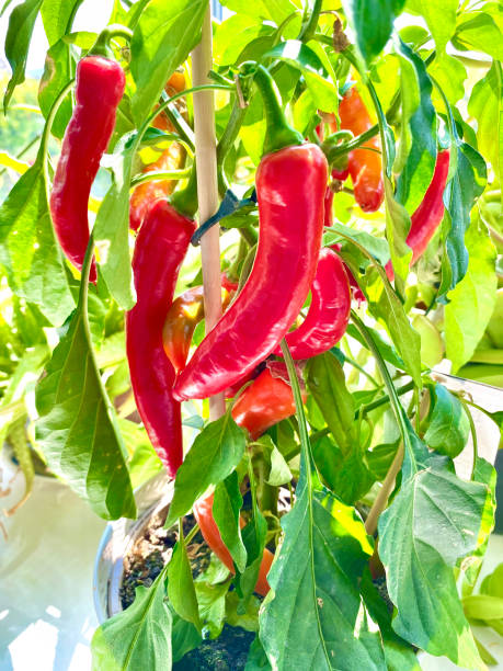 istock Spicy hot red chillis on the plant 2189473932