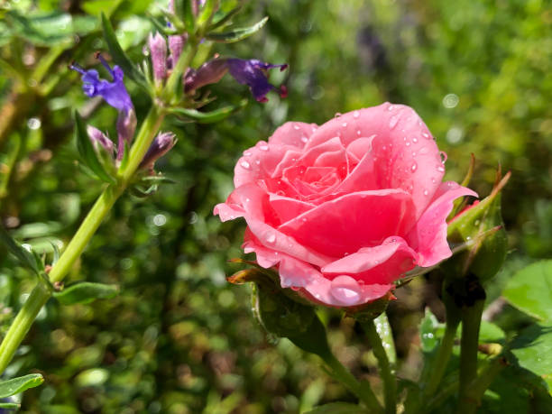 Macro of a perfect pink rose bud blooming.