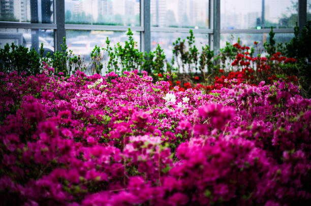 A vibrant flower bed filled with blooming pink and red azaleas contrasts against the modern urban background. The presence of a few white blossoms amidst the colorful flowers creates a striking focal point. The image captures the harmony between nature and city life, evoking a sense of serenity and beauty in the midst of urban surroundings.