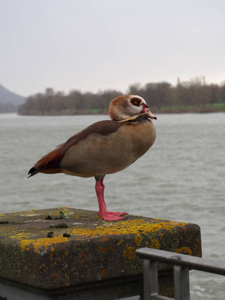 istock A windswept egyptian goose (alopochen aegyptiaca) on a pillar in Bonn, Germany 2189475110