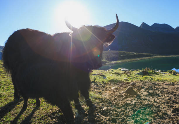 istock Tibetan yaks on sunrise mountain top grassland 2189476335