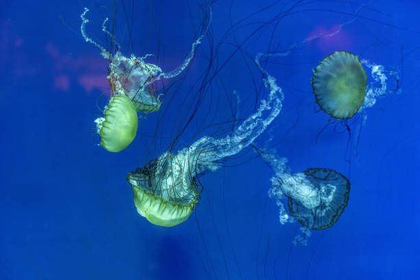 istock Jellyfish with various colored backgrounds in the aquarium 2189477896
