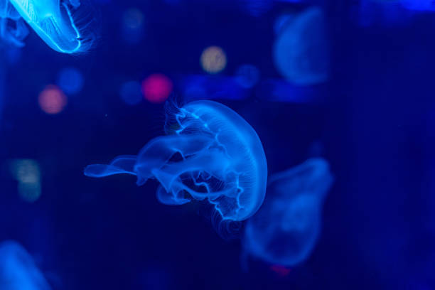 Jellyfish with various colored backgrounds in the aquarium