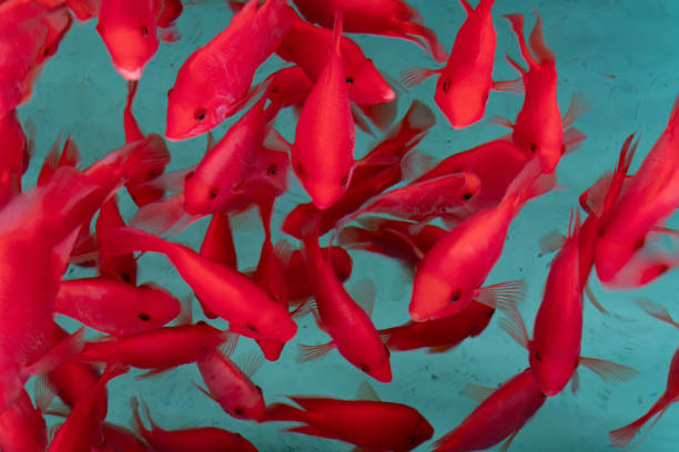 Red tropical fish with a green background in the aquarium
