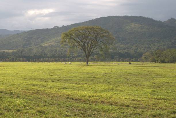 istock Landscape in the plains of Barinas. 2189479929