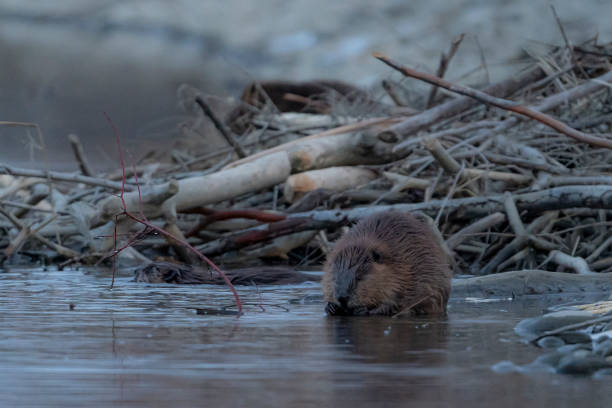 istock A beaver huddles at the waters edge in front of its lodge 2189485045