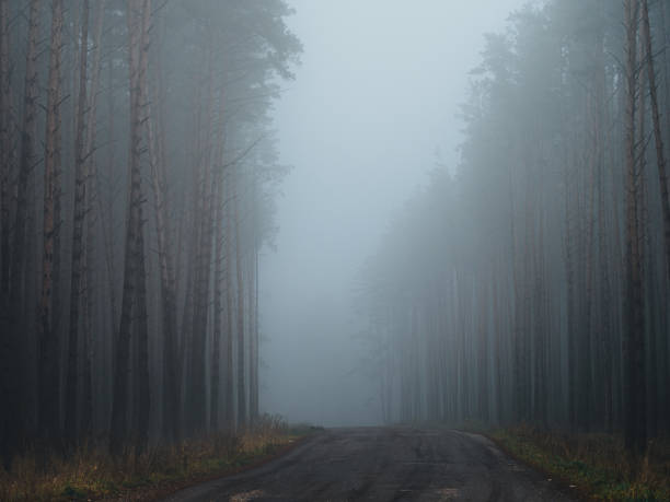 istock A foggy road in a tall pine forest 2189485124