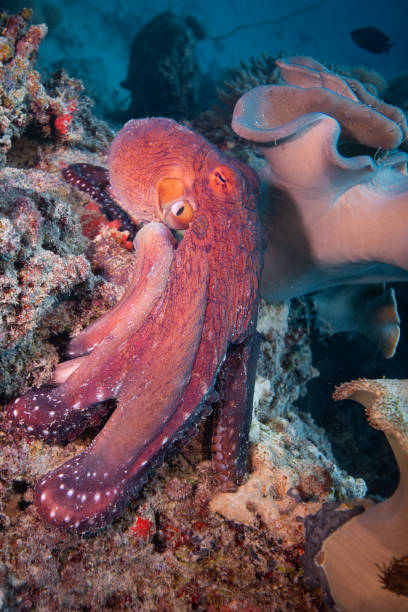 istock Octopus hunting for prey above coral reef 2189486591