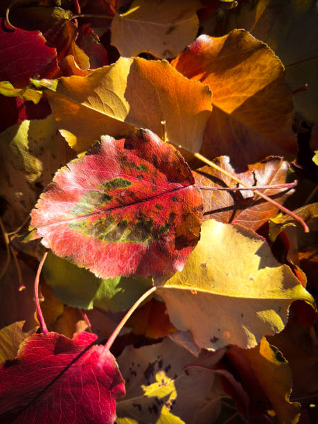 Backgrounds: Fallen Pear Leaves in Autumn Full Frame