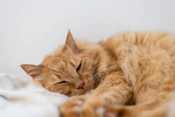 istock Cute cat relaxing in the room 2189488087