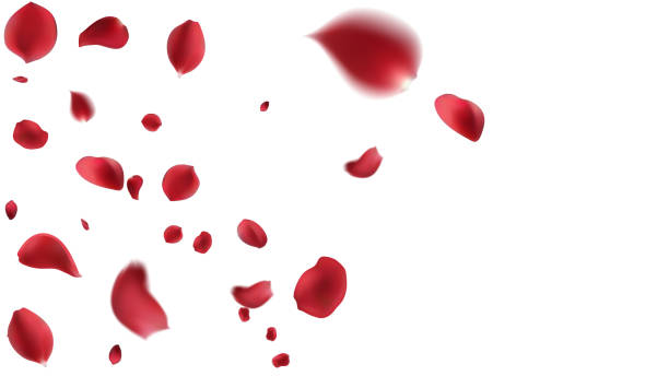 istock Red rose petals fly in the air on a white background. 2189489668