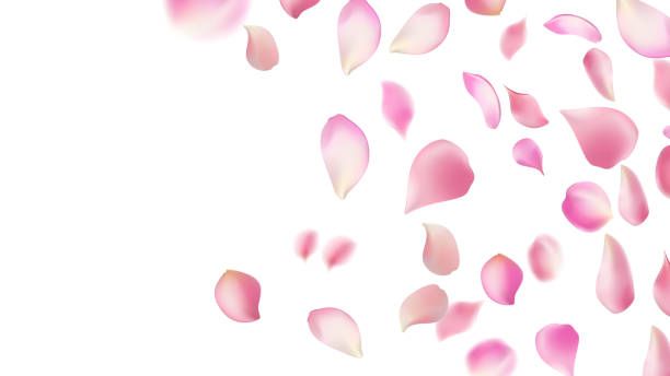 istock Rose petals or sakura flying petals, romantic background with realistic pink cherry flower petals flow or falling motion. Love, romance, floral spring season 2189489789