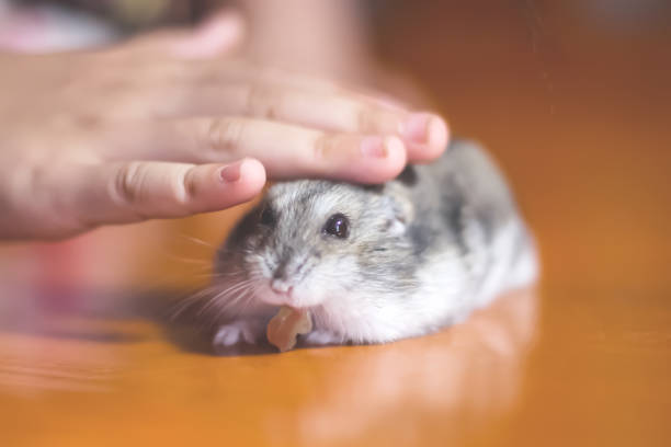 istock Single hamster guinea ( cavia porcellus pig) eating fruit while girl  hand stroking head on background 2189491912