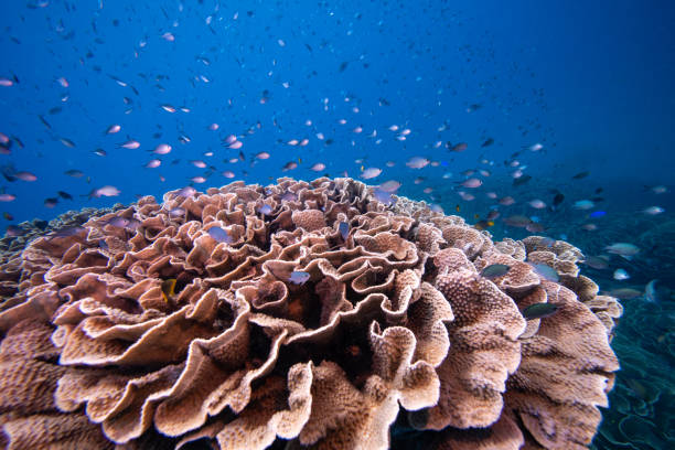 istock Marine biodiversity on coral reef 2189494814
