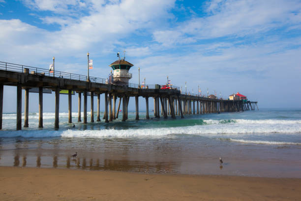 Birds on the shoreline at Huntington Beach Pier