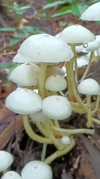 istock Mushrooms that grow in groups 2189498983
