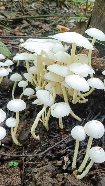 istock Mushrooms that grow in groups 2189499550