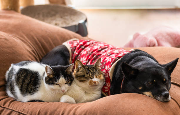 Two cats sleeping together with dog on a bean bag to keep warm.