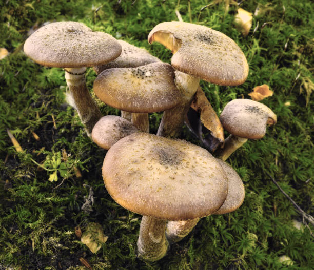 a photo Forest mushrooms in the grass