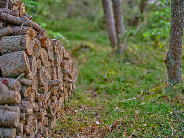 istock Firewood shed with firewood in front 2189500466