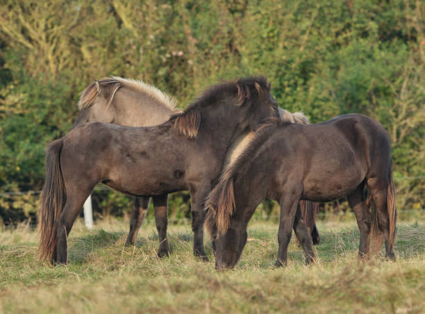 istock Beautiful horses grassing 2189500479