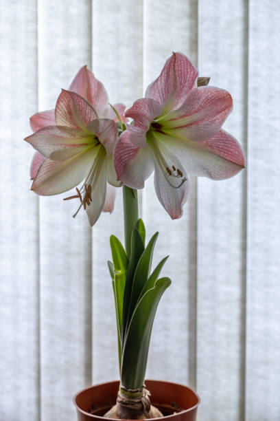 This image shows a close-up view of a pink and white Amaryllis flowering plant in full bloom in front of white vertical blinds.