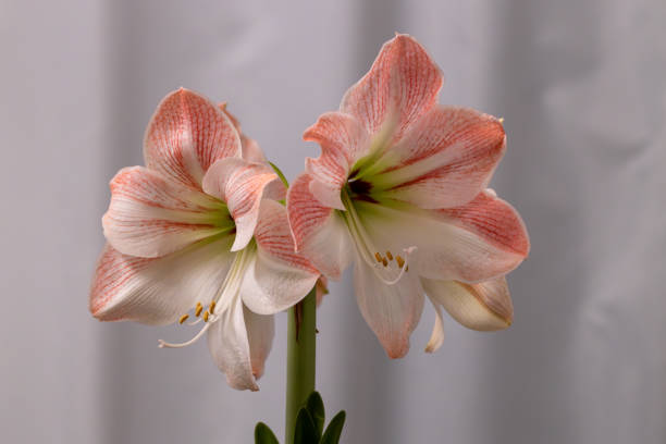 This image shows a close-up view of a pink and white Amaryllis flowering plant in full bloom in front of a white cloth background.