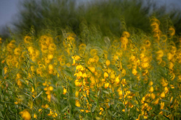 Yellow flower in field