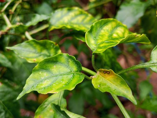 istock disease on chili plant leaves 2189503241