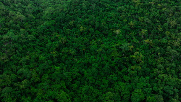 istock aerial view of mixed forest, green deciduous trees with mist clouds. The rich natural ecosystem of the rainforest concept is about conservation and natural reforestation 2189504775