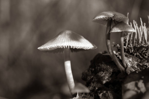 istock A small mushroom in the forest. 2189512298