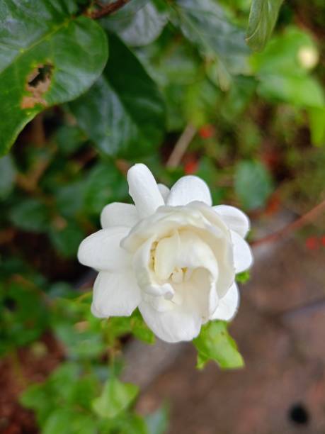 istock White jasmine flowers blooming bright soft in garden 2189512622