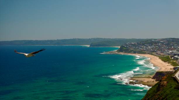 istock Osprey Over Sea Cliffs - Newcastle NSW 2189514211
