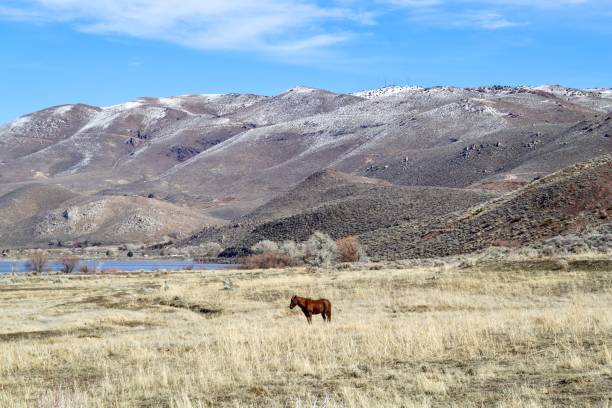 istock Horse - Washoe County 2189515196