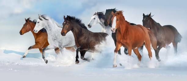 istock Horses run in snow field 2189515893