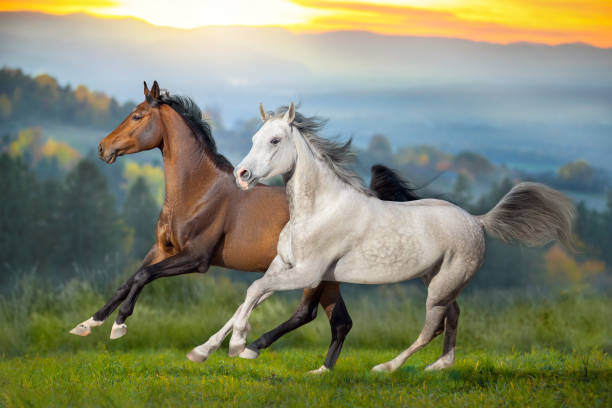 Bay and white horse galloping against mountain sunset