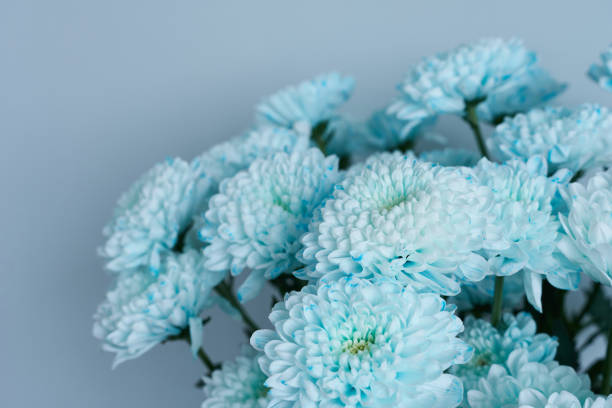 A bouquet of blue chrysanthemums on a grey background.