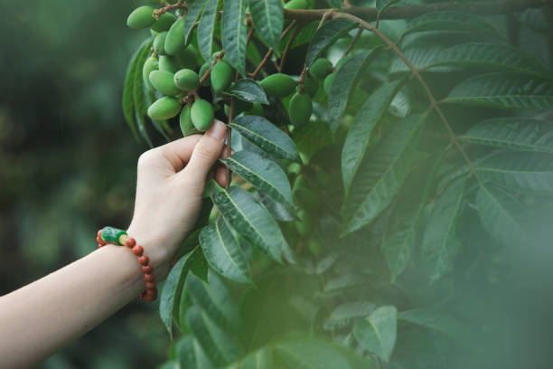 A woman picked green olives with her hands