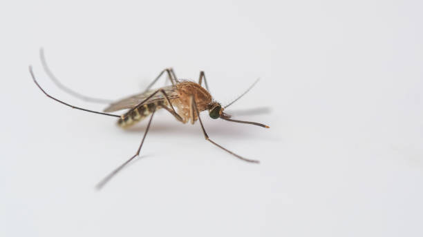 istock A detailed close-up of a mosquito resting on a plain white surface, ideal for scientific, medical, or educational applications. 2189517286