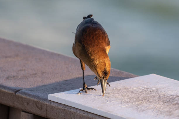 Closeup, Boat-tailed Grackle (Quiscalus major) facing camera, in Clearwater, Florida. Ocean in background.