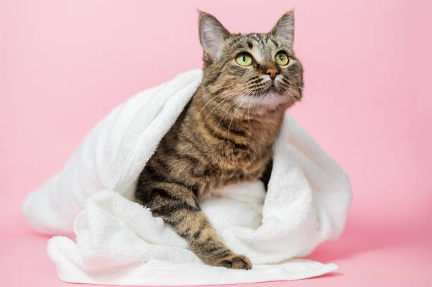 istock Striped cat wrapped in a white towel on a pink background. 2189518426