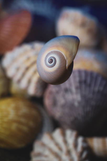 istock Spiral seashell suspended over a collection of other shells. Natures Perfect Pattern. 2189518633