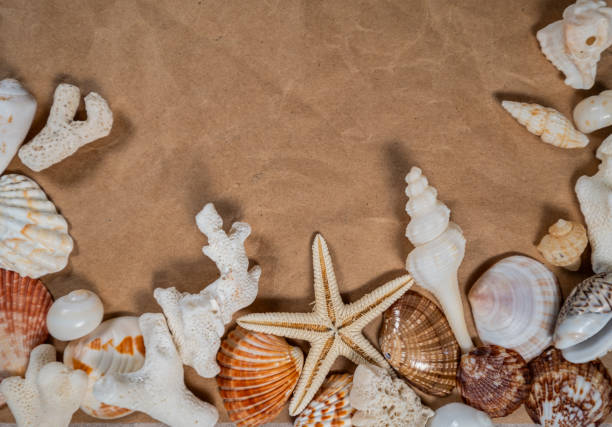 istock Sea shells scattered on old rustic vintage paper with blank space for text, top view of Seashells frame flat lay 2189520796