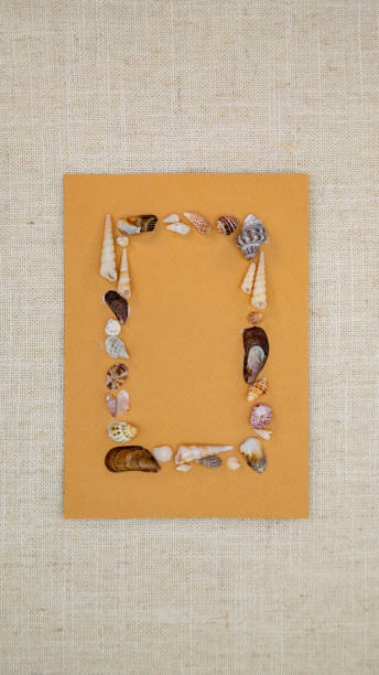 Shells of a variety of sea creatures form a border, with blank space for copy.