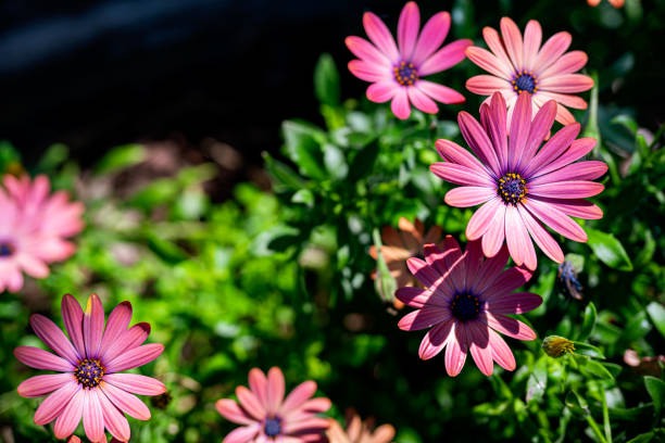 Dramatic flower background; Nature Background