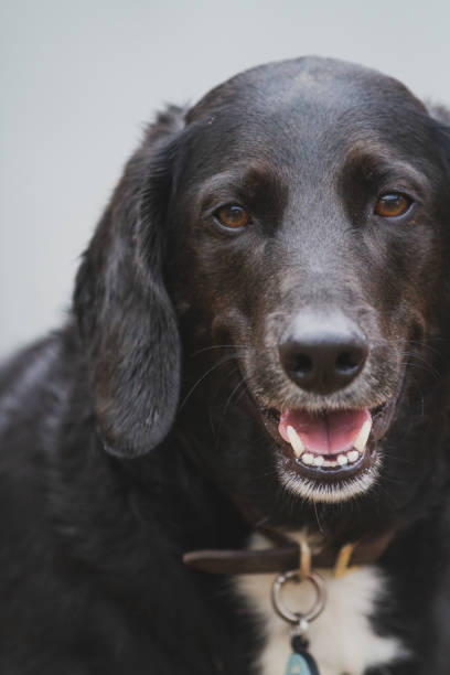 istock Happy, smiling black dog against a clean backdrop. 2189524601