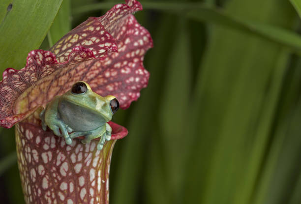 Maroon Eyed Tree Frog on Red Pitcher Plant