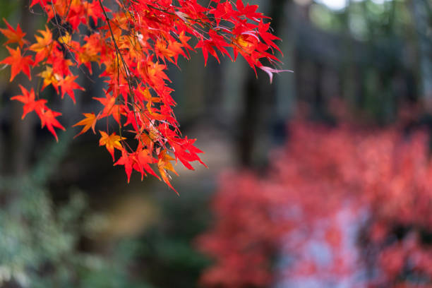 Red maple leaves in autumn in Shanghai