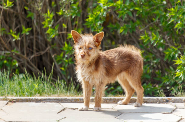 Horizontal image of a cute mixed breed Australian Shepherd leaning over a white banner. He is making eye contact with the camera and has one ear cocked.