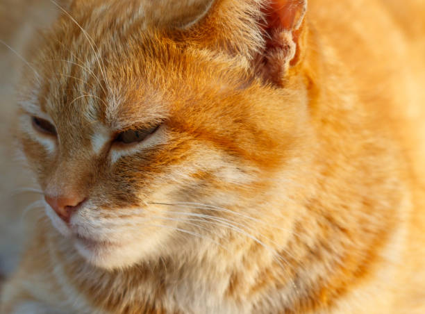 istock A cat with orange fur is laying down and looking at the camera 2189529012